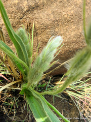 Hypoxis obtusa