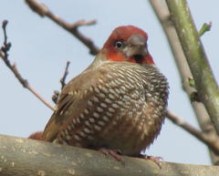Amadina erythrocephala