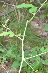 Neolasioptera nodulosa