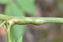 Neolasioptera nodulosa