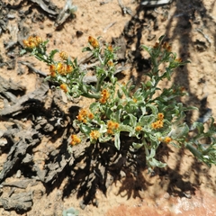 Helichrysum aureofolium