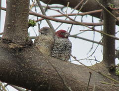 Amadina erythrocephala
