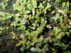 Bachmanniomyces punctum