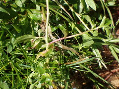 Epilobium obscurum