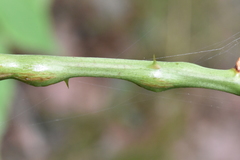Neolasioptera nodulosa