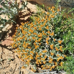 Helichrysum aureofolium