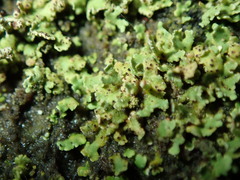 Bachmanniomyces punctum