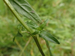 Epilobium obscurum