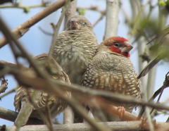 Amadina erythrocephala