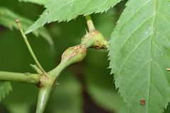 Neolasioptera nodulosa