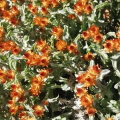 Helichrysum aureofolium