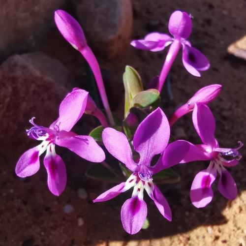Lapeirousia pyramidalis
