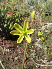Albuca suaveolens
