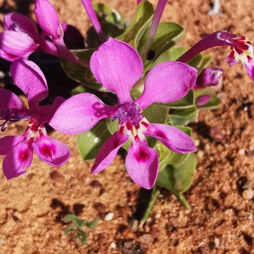 Lapeirousia pyramidalis