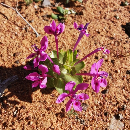 Lapeirousia pyramidalis