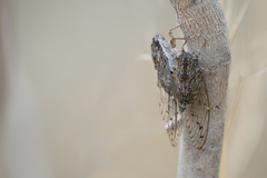 Cicada barbara lusitanica