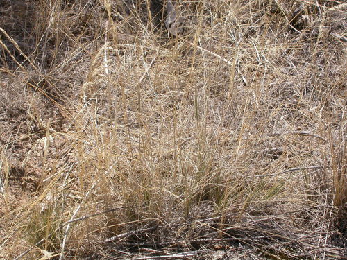 Thurber's needlegrass (Achnatherum thurberianum)