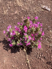 Diplacus cusickioides