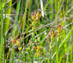 Gnidia gymnostachya