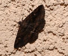 Zaleops umbrina