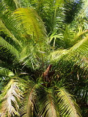 Cycas circinalis