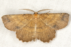 Euchlaena johnsonaria