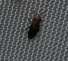 Notogramma