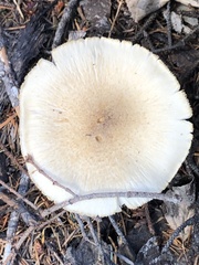 Tricholoma smithii