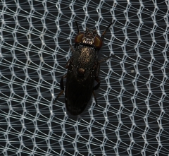 Notogramma