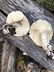 Tricholoma smithii