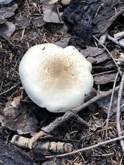 Tricholoma smithii