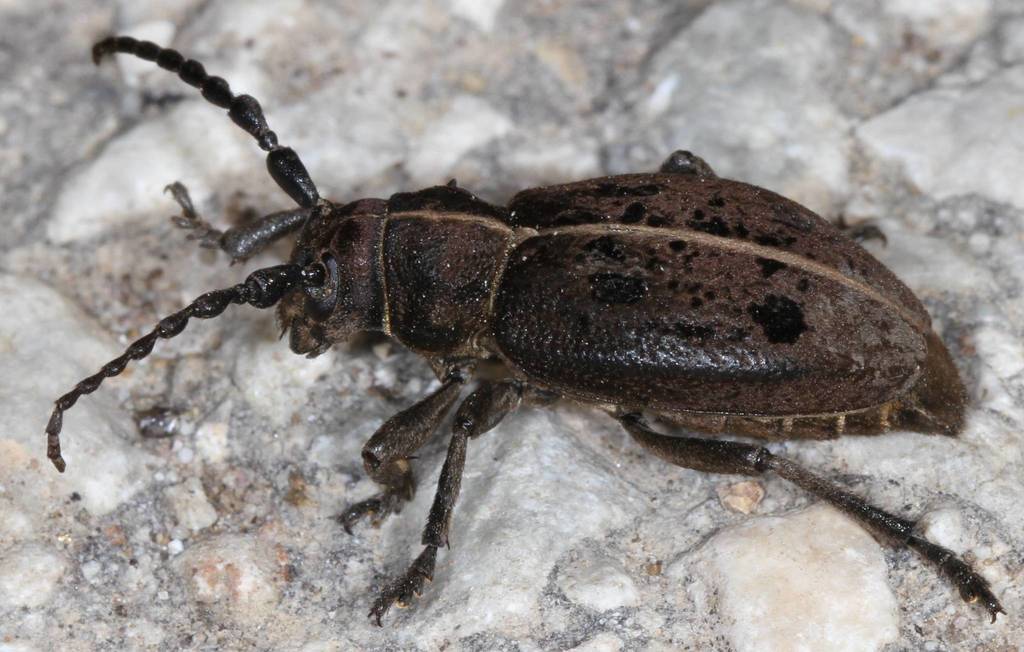 Dorcadion quadrimaculatum