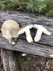 Tricholoma smithii