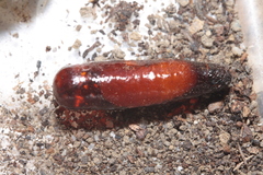 Sceliphron curvatum