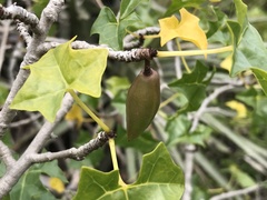 Vasconcellea chilensis