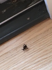 Leptoglossus clypealis