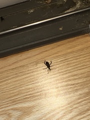 Leptoglossus clypealis