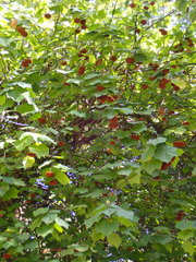 Dombeya × cayeuxii