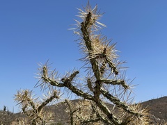Cylindropuntia molesta