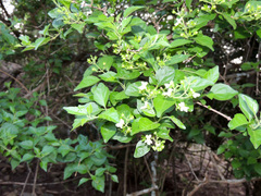 Premna mooiensis