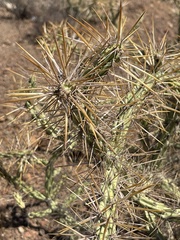 Cylindropuntia molesta