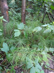 Equisetum sylvaticum
