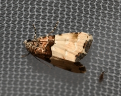 Cobubatha dividua
