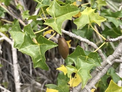 Vasconcellea chilensis