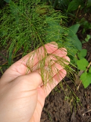 Equisetum sylvaticum