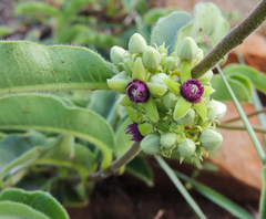 Raphionacme procumbens
