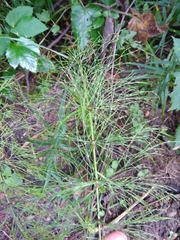 Equisetum sylvaticum