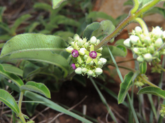 Raphionacme procumbens