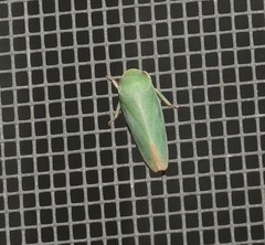 Hamana