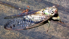 Neocicada hieroglyphica